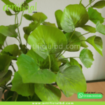 Artificial Plant Patabahar - artificialbd.com Leaf